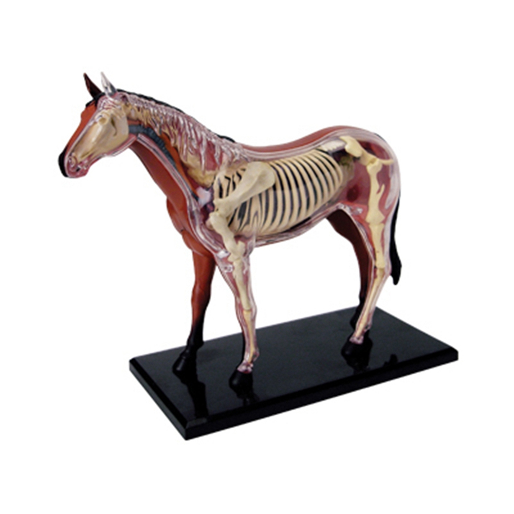 Science Toys - نموذج تشريح الجهاز الحيواني 4D ذكاء